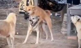 二狗爆料视频大全最新,揭秘娱乐圈幕后真相